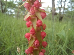 Satyrium coriophoroides