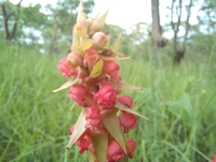 Satyrium coriophoroides