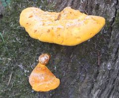 Piptoporus australiensis