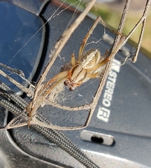 Araneidae