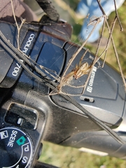 Araneidae