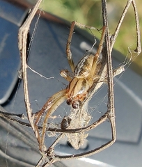 Araneidae