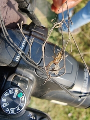 Araneidae