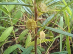 Dorstenia benguellensis
