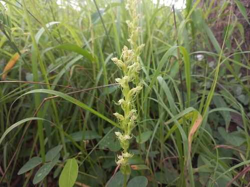 Habenaria uhehensis