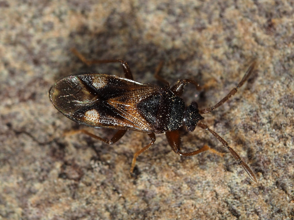 Large-spotted Seed Bug