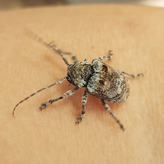 Dichostates compactus