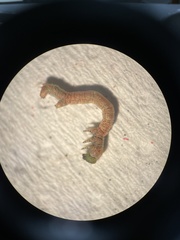 Thallophaga hyperborea