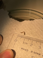 Thallophaga hyperborea