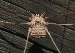 Trachyrhinus rectipalpus