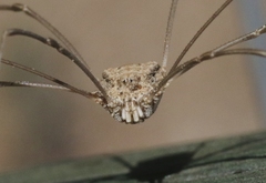 Trachyrhinus rectipalpus