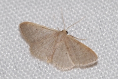Idaea distinctaria