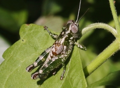Phaulotettix