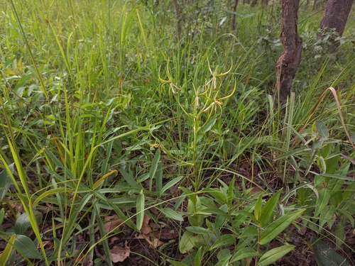 Habenaria holubii