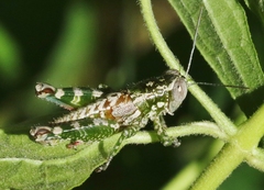 Phaulotettix