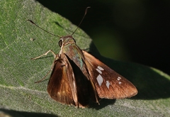 Rhinthon osca