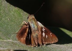 Rhinthon osca