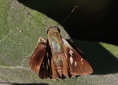 Rhinthon osca