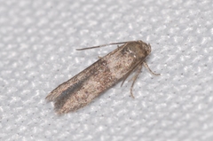 Blastobasis phycidella