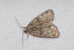 Cryphia pallida