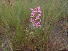 Disa engleriana