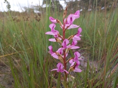 Disa engleriana
