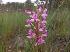 Disa engleriana