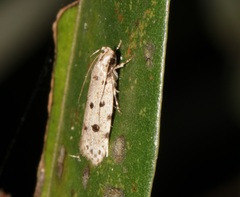 Autosticha calceata