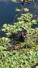 Gallinula galeata
