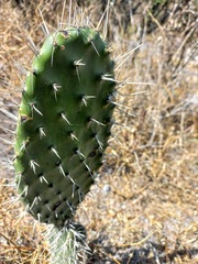 Opuntia hyptiacantha