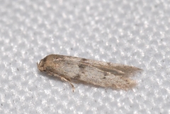 Blastobasis phycidella