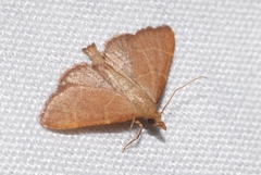 Hypsopygia incarnatalis
