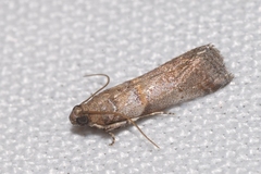 Acrobasis fallouella