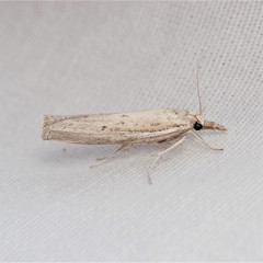 Fissicrambus quadrinotellus