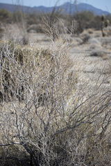 Psorothamnus schottii