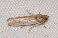 Denticera divisella