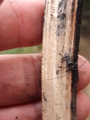 Lypsimena nodipennis