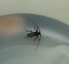 Lypsimena nodipennis