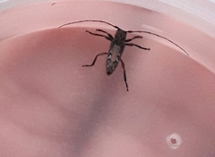 Lypsimena nodipennis