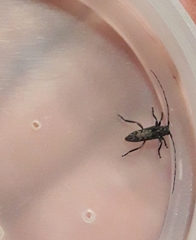 Lypsimena nodipennis