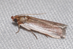 Denticera divisella