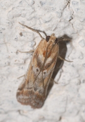 Ancylosis cinnamomella