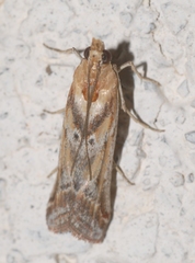 Ancylosis cinnamomella