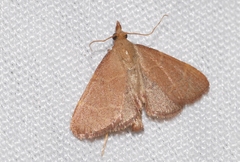 Hypsopygia incarnatalis