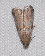 Acrobasis fallouella