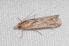 Ancylosis cinnamomella