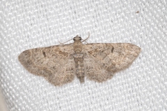 Eupithecia laquaearia