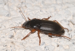 Harpalus calceatus