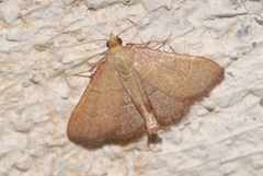 Hypsopygia incarnatalis