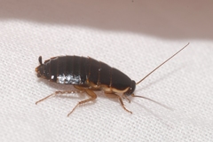 Loboptera canariensis